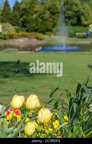 Primo piano di tulipani gialli con fiori gialli e rossi. Sfondo fuori fuoco di erba & lago & fontana al Pinner Memorial Park, Pinner, Londra Foto Stock