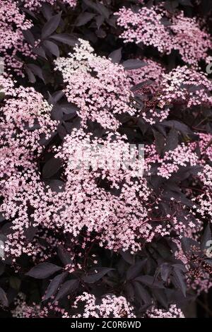 Sambucus nigra fiori in estate. Fiori neri anziani. Foto Stock