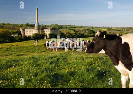 Bliss Mill con Buttercups e mucche in campo, Chipping Norton, Cotswolds, Oxfordshire, Inghilterra, Regno Unito, Europa Foto Stock