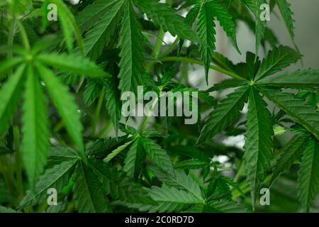 Legalizzazione della canapa per scopi di intrattenimento. Marijuana con sfondo copy space. Foto Stock