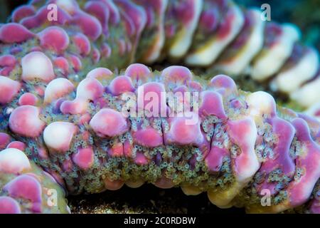 Stella del mare di Warty o la stella di Bubble di Bonded [Echinaster callosus]. Papua Occidentale, Indonesia. Indo-Pacifico occidentale. Foto Stock