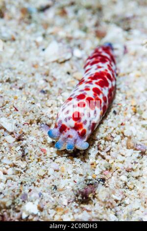 Pesci stella multipore [Linckia multiflora], riproduzione asessuale e rigenerazione del braccio, braccia separate rigenerano comunemente nuovi individui. Papua Occidentale, Ind Foto Stock