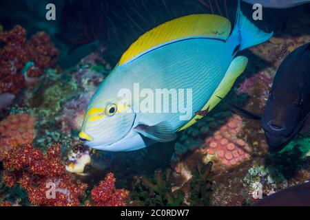 Pesce Surgeonfish allungato [Acanthurus Mata] con una pulizia dell'Hogfish di Diana Giovanile. Il pesce accanto è anche un pesce Surgeonfish allungato Foto Stock