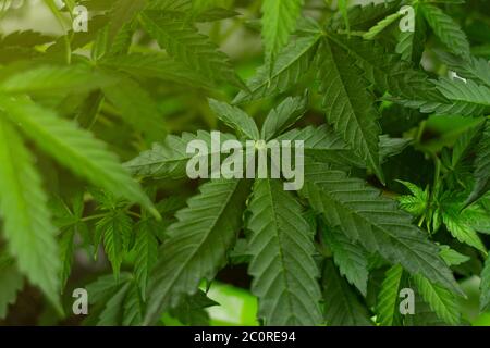 Grandi foglie di marijuana al sole. Cannabis medica con THC per uso sanitario del benessere. Foto Stock