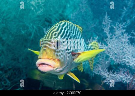 Foderato Sweetlips [Plectorhinchus lineatus] con corallo nero sullo sfondo. Papua Occidentale, Indonesia. Foto Stock