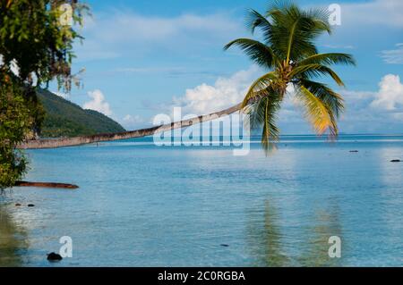 Caduto albero di cocco appeso in orizzontale sopra l'oceano blu in una spiaggia a Raja Ampat Foto Stock