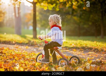Bellissimo bambino biondo di due anni, cavalcando triciclo rosso nel parco al tramonto, bellissimo giorno d'autunno Foto Stock