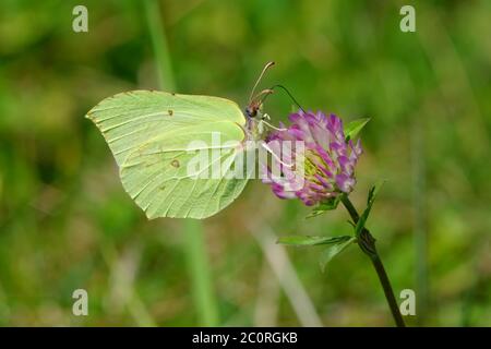 Farfalla verde seduto sul fiore di trifoglio Foto Stock