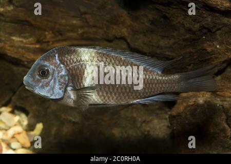 Pesce ciclide del genere Tropheus Foto Stock