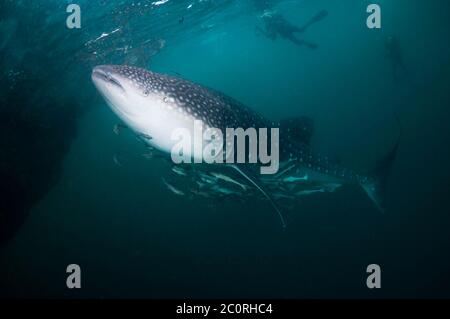 Squalo balena (Rhincodon typus] con un gran numero di Remoras. Attratti dalla pesca con reti di piccoli pesci sotto bagan tradizionale piattaforma di pesca. Foto Stock