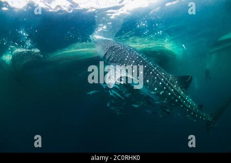 Squalo balena (Rhincodon typus] con un gran numero di Remoras. Attratti dalla pesca con reti di piccoli pesci sotto bagan tradizionale piattaforma di pesca. Foto Stock