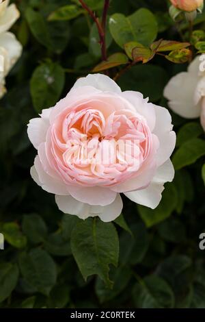 Primo piano di una bella rosa arbusto rosa pallido - David Austin rosa chiamato Rosa Gentle Hermione, Regno Unito. Fioritura in un giardino inglese Foto Stock