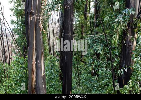 Eucalipto con fogliame verde e corteccia nera bruciata, alberi pirofiti germogliati dopo un fuoco selvatico Foto Stock