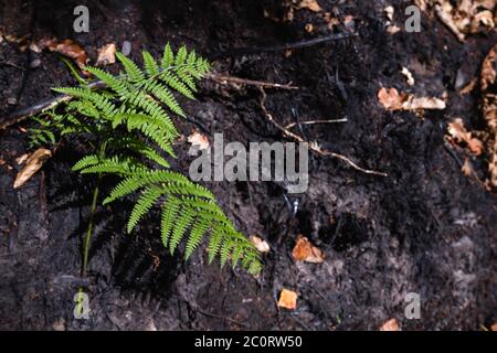 Felce verde che cresce sulla terra bruciata Foto Stock