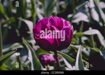 Fiore viola tulipano fioritura Foto Stock