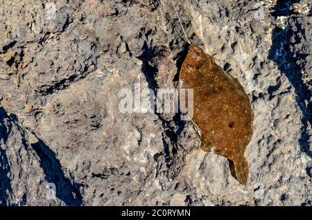 Un pesce di mare agganciato Foto Stock