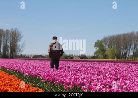 Uomo che cammina sul campo tulipani in fiore Foto Stock