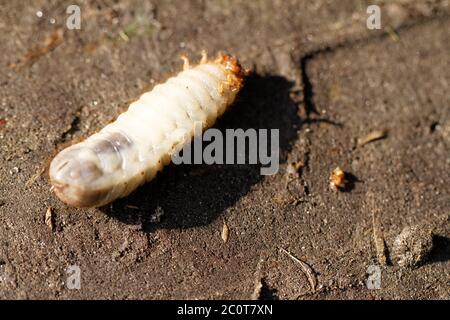 Primo piano della foto dei grub bianchi del chafer Foto Stock