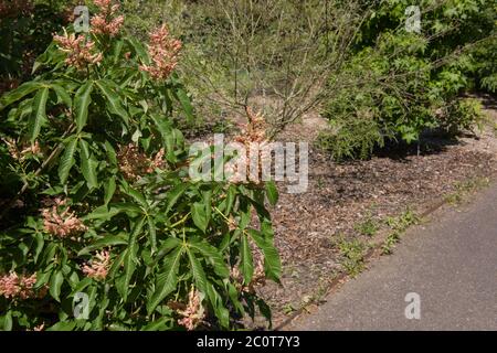 Summer Foliage e teste di fiore del castagno deciduo albero (Aesculus x mutabilis 'Indusa') in un giardino nel Devon Rurale, Inghilterra, UK Foto Stock