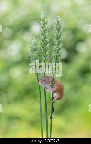 Un carino topo raccolto seduto su un gambo di grano Foto Stock