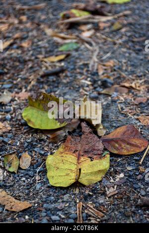 Foto di foglie cadenti con sfondo sfocato in autunno ad Acharya Jagadish Chandra Bose giardino botanico indiano di Shibpur, Howrah vicino Kolkata (Sel Foto Stock