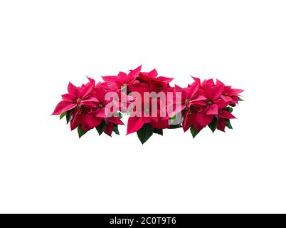 Poinsettia rosso stringa di fiori Foto Stock