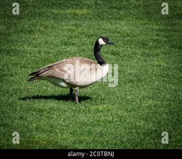 Canada Goose Calgary Zoo Alberta Foto Stock