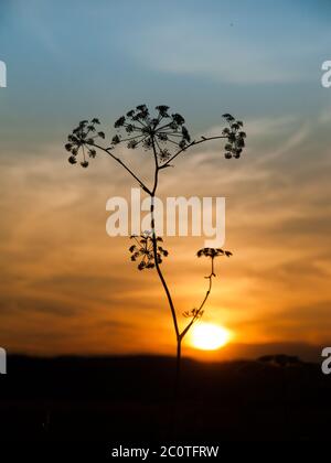 Tramonto con solhouette di pianta di alghe, Heracleum sphondylium Foto Stock