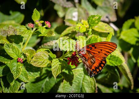 fritillary del Golfo su una fioritura di lantana Foto Stock