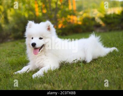 Funny Samoiedo cucciolo nel giardino estivo Foto Stock