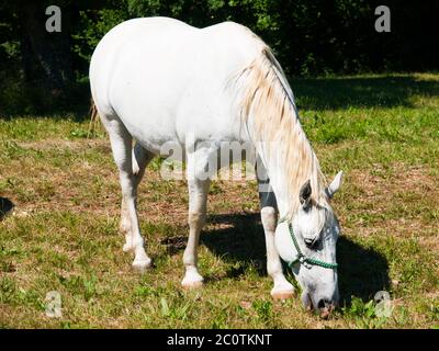 Stallone bianco Lipizzaner che pascolano su un prato in giornata di sole, Lipica, Slovenia Foto Stock