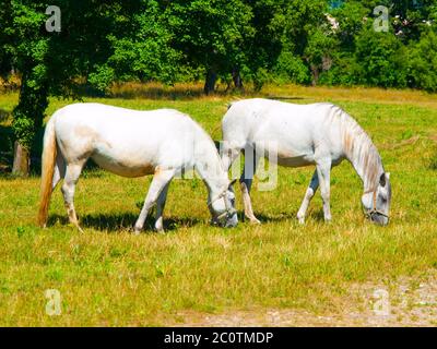 Due stalloni bianchi Lipizzaner che pascolano su un prato in giornata di sole, Lipica, Slovenia Foto Stock