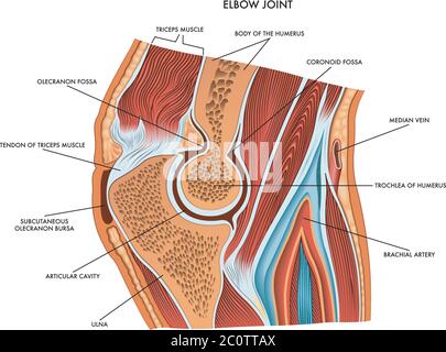 Schema medico del giunto a gomito con descrizione delle parti principali dei componenti, Illustrazione Vettoriale