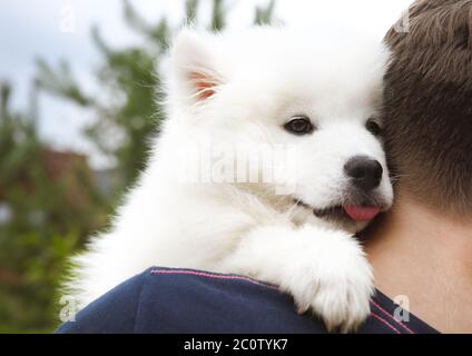 Ragazzo che tiene il cucciolo Samoiato nel giardino estivo Foto Stock