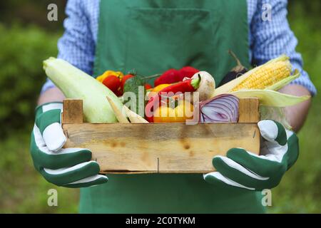 Uomo contadino che tiene una scatola di legno riempito verdure fresche Foto Stock