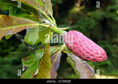 Stand di frutta della magnolia Cinese (Magnolia officinalis biloba) Foto Stock