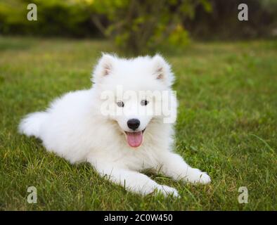 Funny Samoiedo cucciolo nel giardino estivo Foto Stock