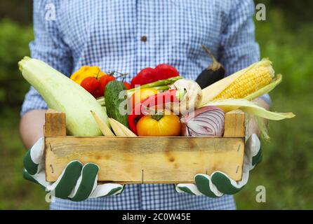 Uomo contadino che tiene una scatola di legno riempito verdure fresche Foto Stock