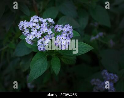 Fiori viola viola Heliotrop Foto Stock