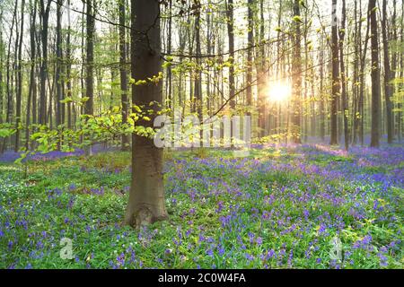 Sole di mattina nella foresta fiorente di primavera Foto Stock