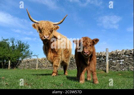 Highland mucca Nigella al Cotswold Farm Park con il suo toro polpaccio Foto Stock