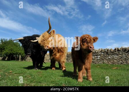 Highland mucca Nigella al Cotswold Farm Park con il suo toro polpaccio Foto Stock