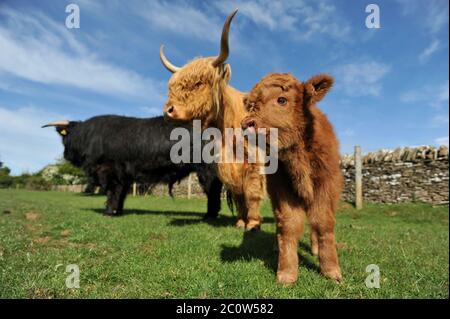 Highland mucca Nigella al Cotswold Farm Park con il suo toro polpaccio Foto Stock