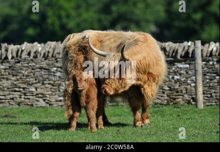 Highland mucca Nigella al Cotswold Farm Park con il suo toro polpaccio Foto Stock