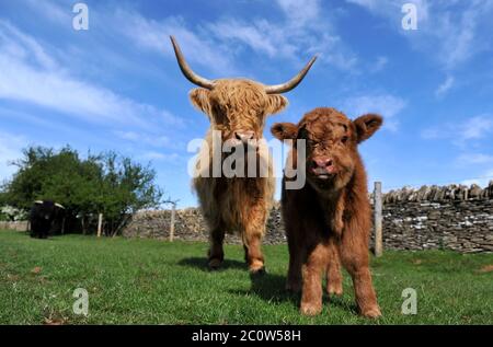 Highland mucca Nigella al Cotswold Farm Park con il suo toro polpaccio Foto Stock