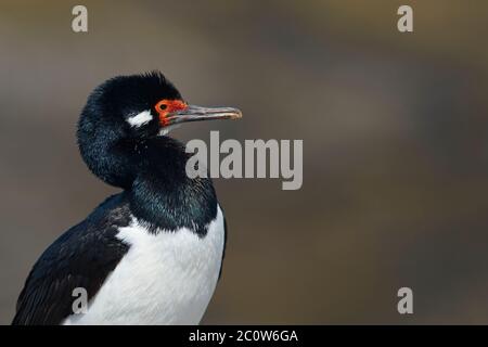 Shag Rock (Phalacrocorax magellanicus) in piedi sulle scogliere di più deprimente isola nelle isole Falkland Foto Stock