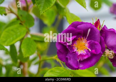 una rosa di aceto (gallica rosa) al sole estivo Foto Stock