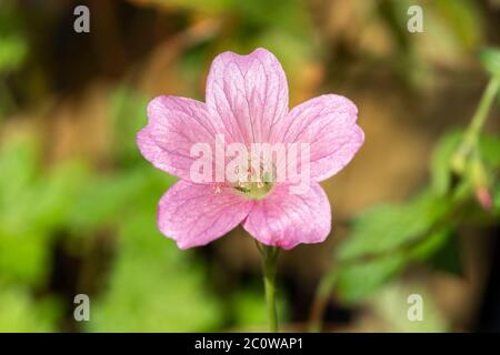 Geranio x oxonianum 'Wargrave Pink' una pianta di fiori estivi erbacei rosa salmone, perenne, comunemente conosciuta come cranesbill Foto Stock