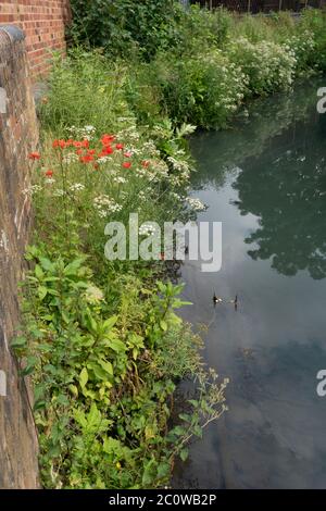 Una colorata mostra di fiori selvatici che crescono lungo le rive del fiume Stour a Stourbridge. West Midlands. isole britanniche Foto Stock