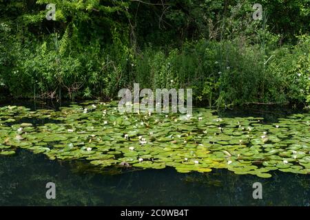 I lillies che crescono nel canale di Stourbridge vicino al magazzino Unito durante il Lockdown di Coronavirus. Giugno 2020. West Midlands. REGNO UNITO Foto Stock